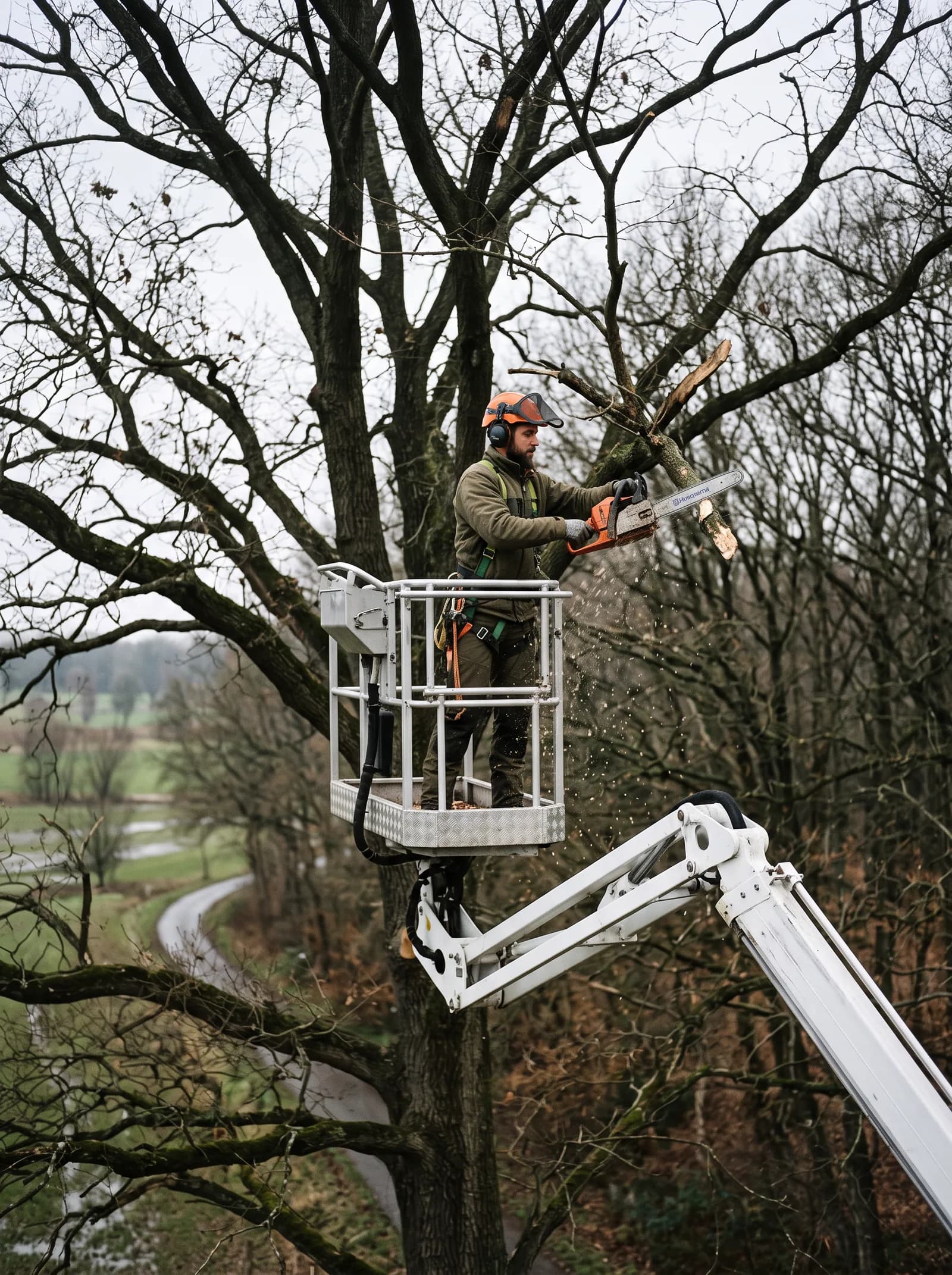 Baumpfleger im Korb einer Hubarbeitsbühne schneidet einen Ast in der Krone eines alten Laubbaums