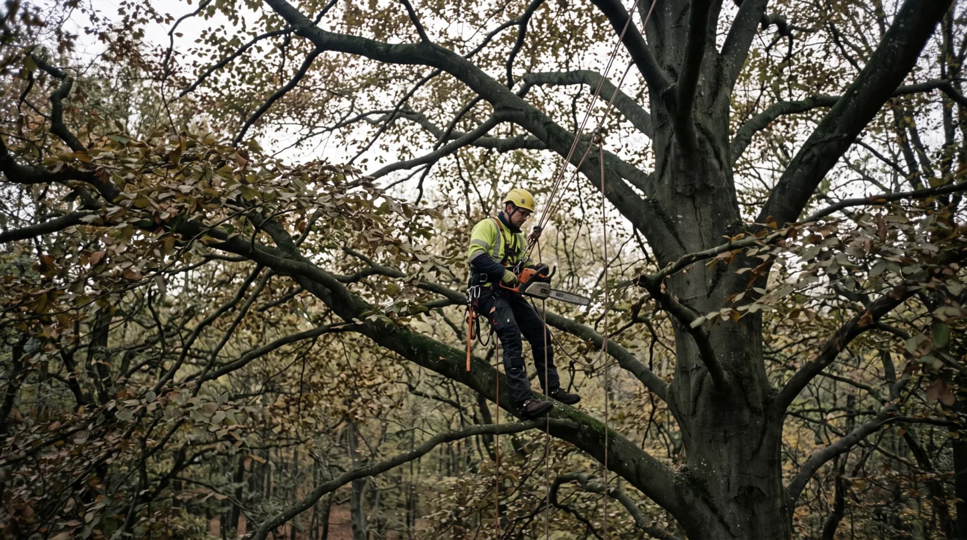 Baumpfleger im Seil in der Krone einer alten Buche