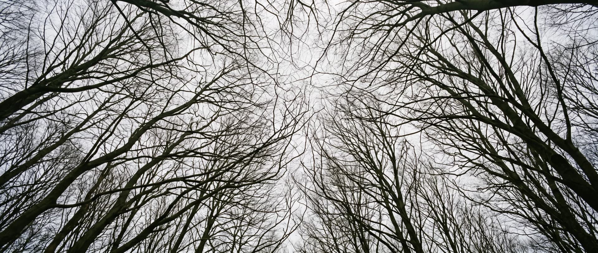 Baumkronen gegen einen hellen Himmel am Niederrhein