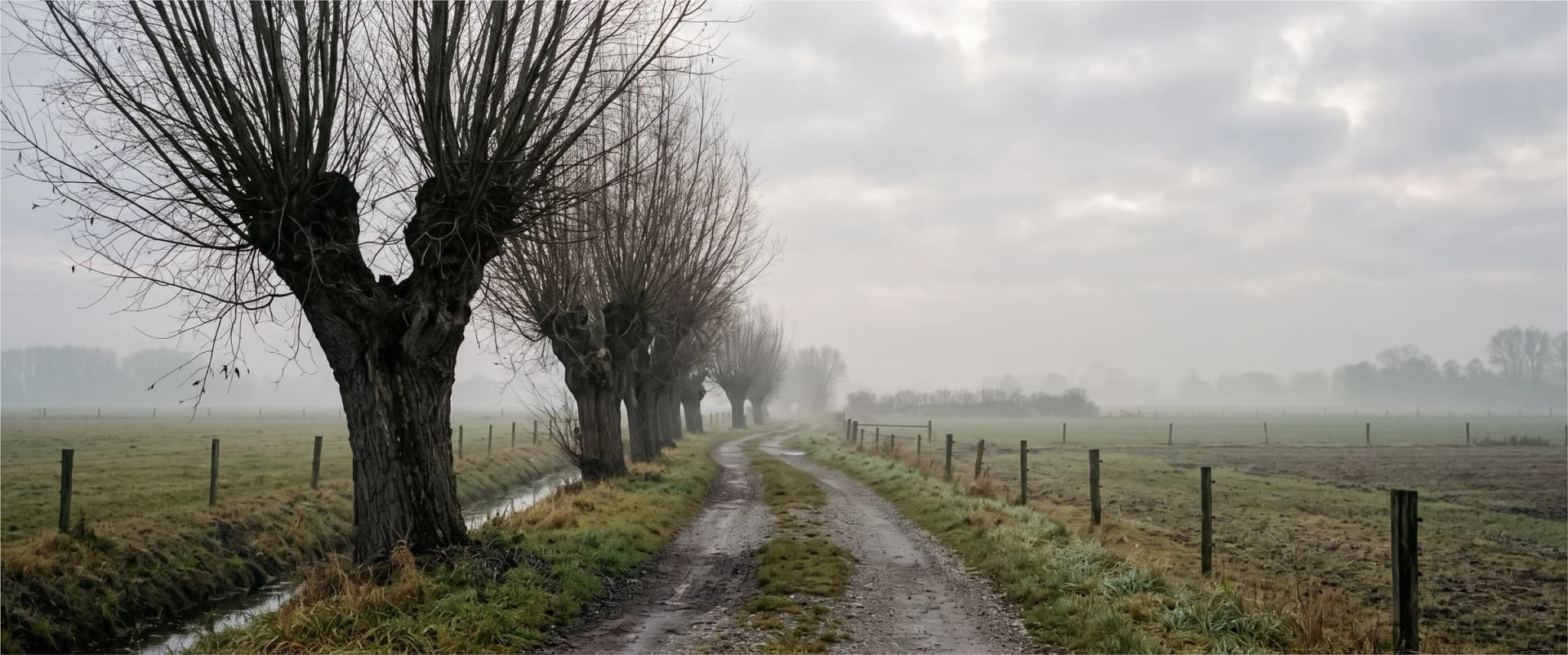 Kopfweiden entlang eines Feldwegs am Niederrhein im Morgennebel